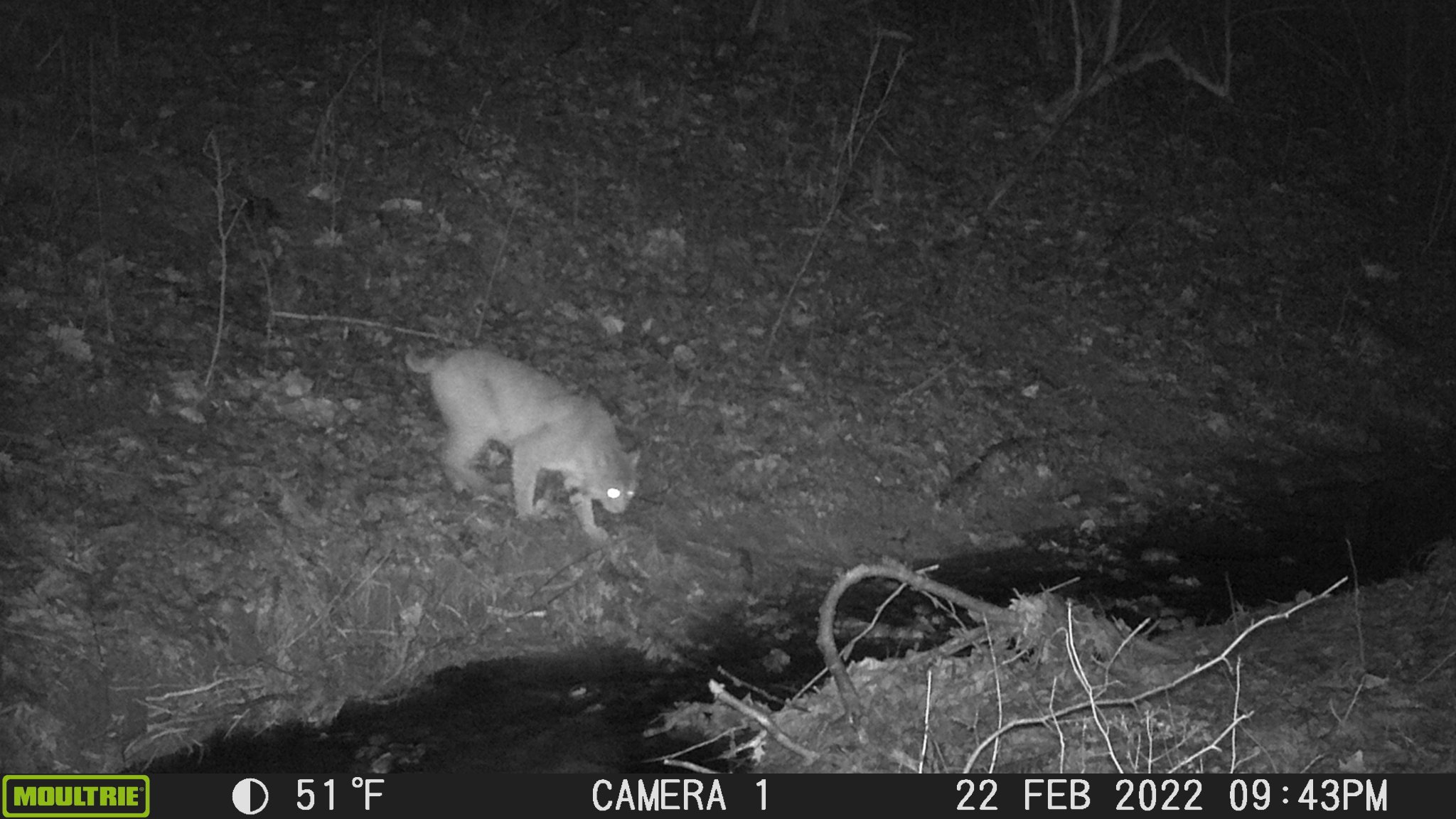 Bobcat.JPG