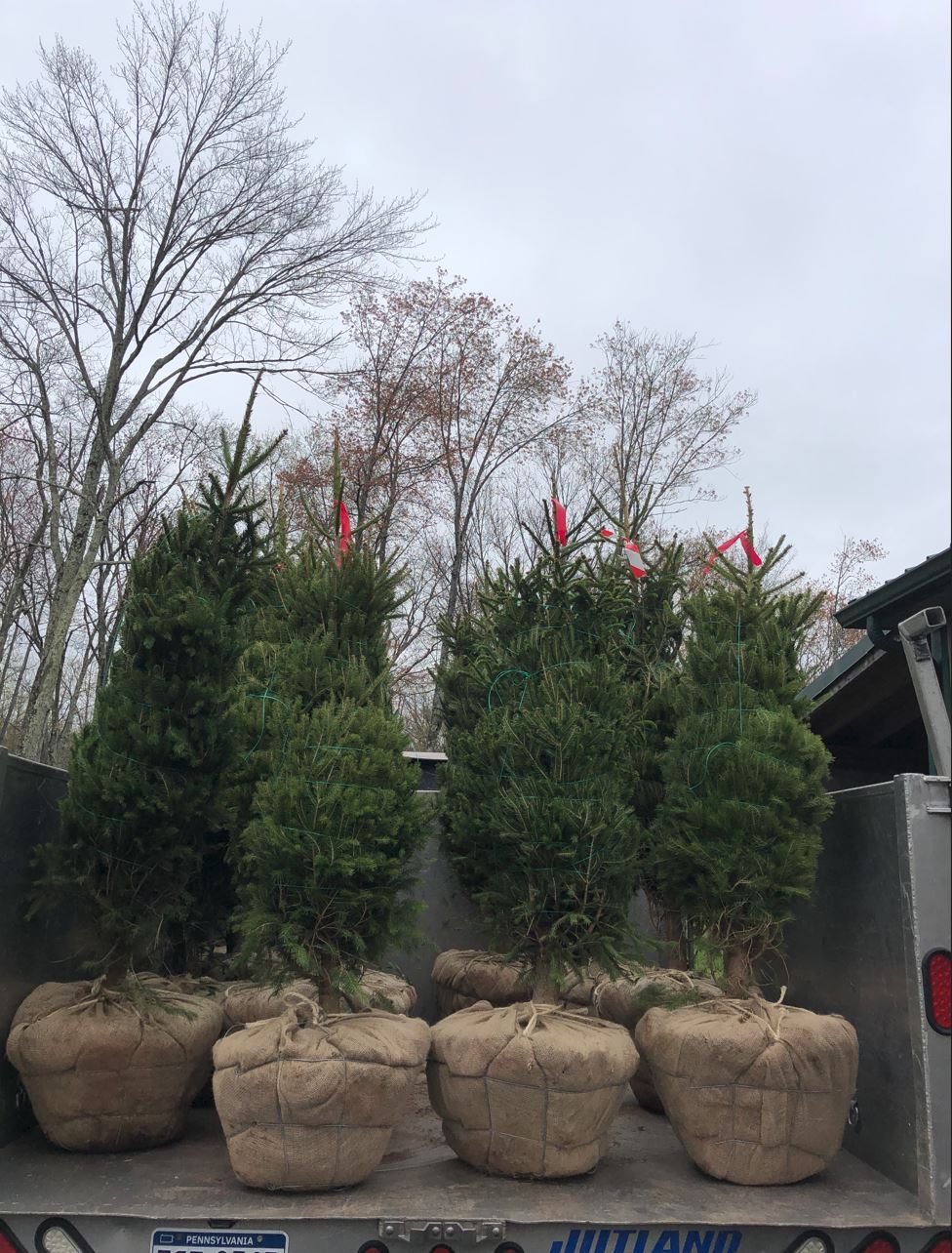 Cochran Job Trees.JPG