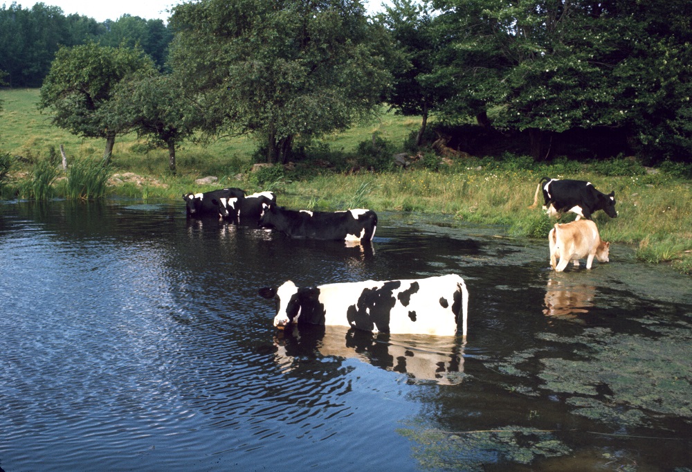 Cool Udders 1972r.jpg