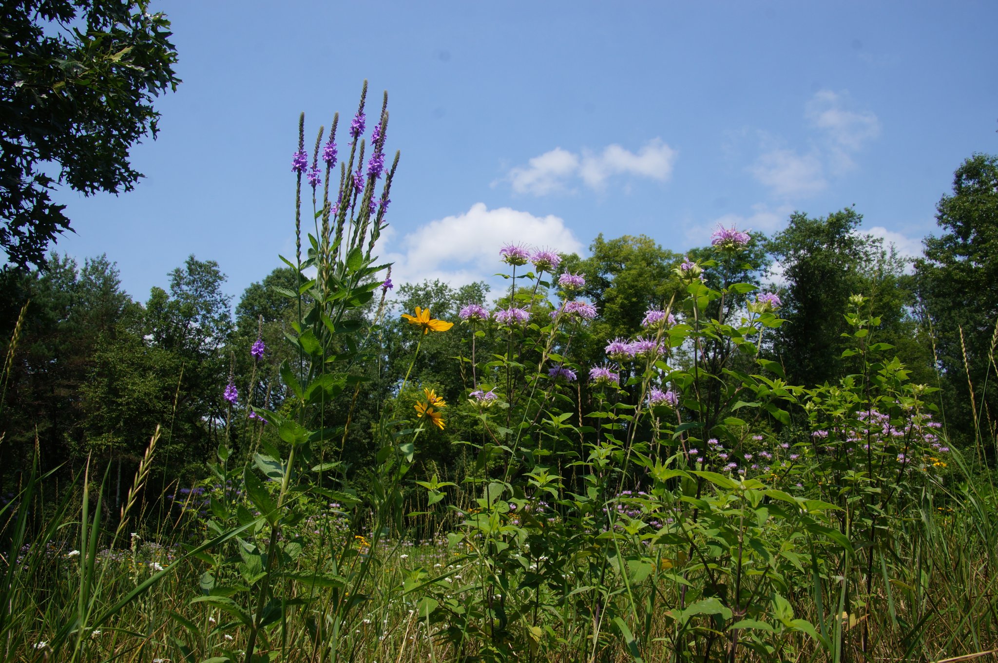 DSC01117.JPG