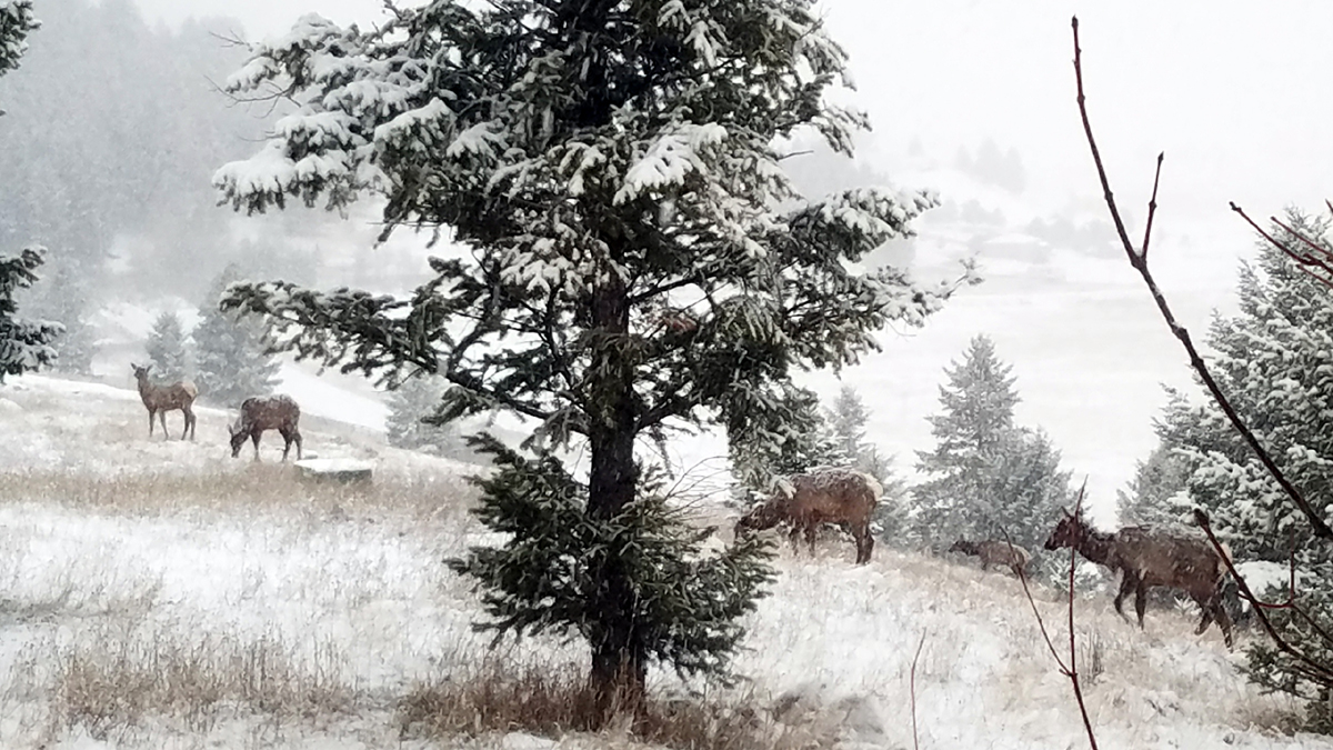 elk_03.jpg