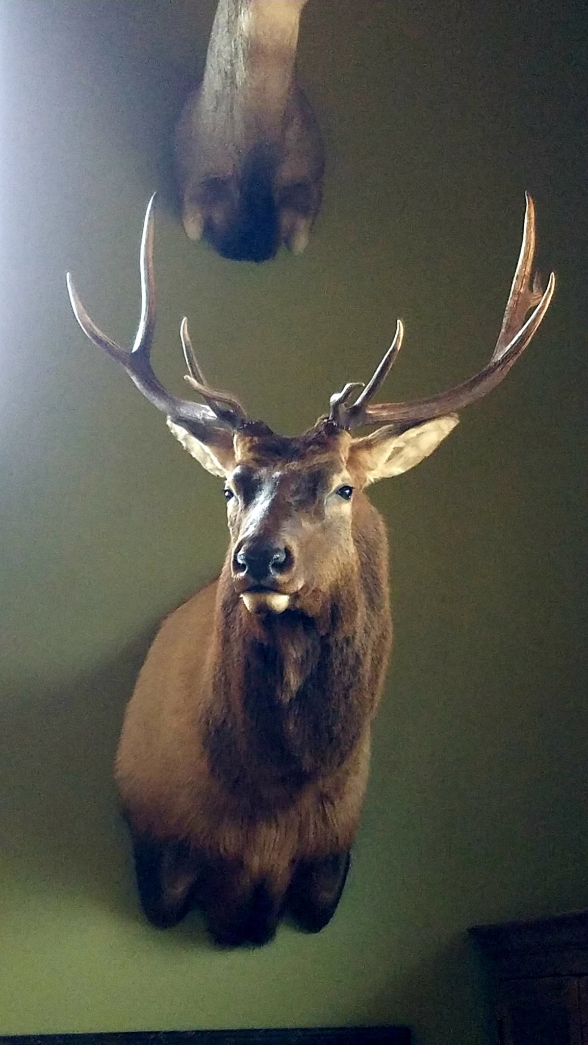 elk_1.jpg