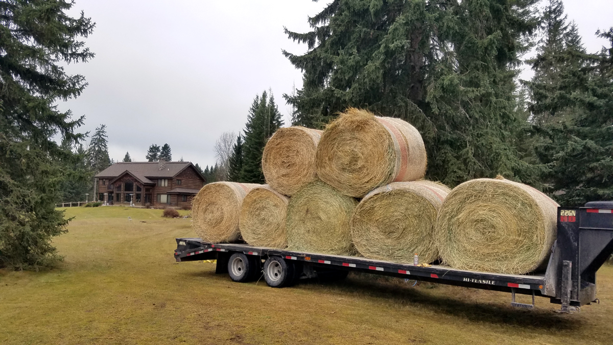 hay_02.jpg
