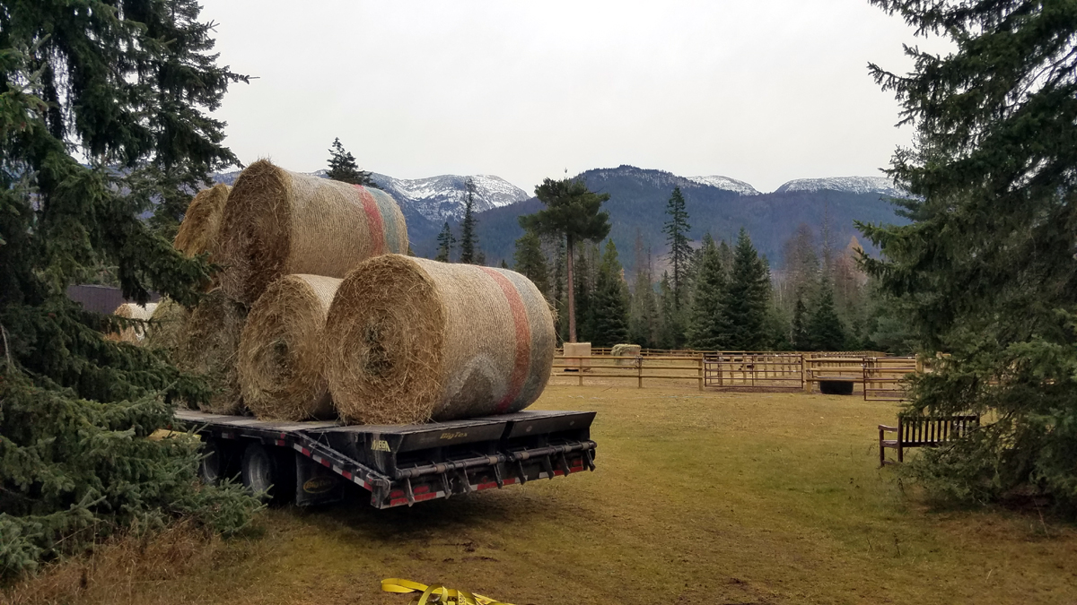 hay_03.jpg