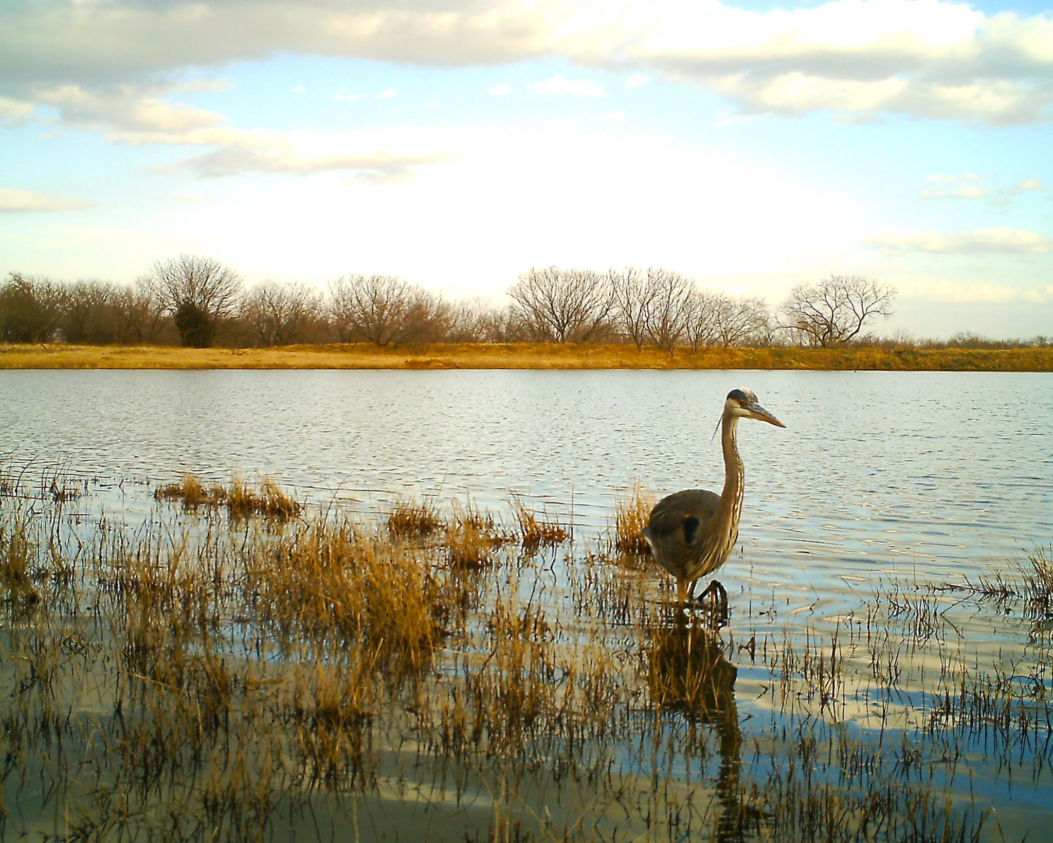 heron.jpg