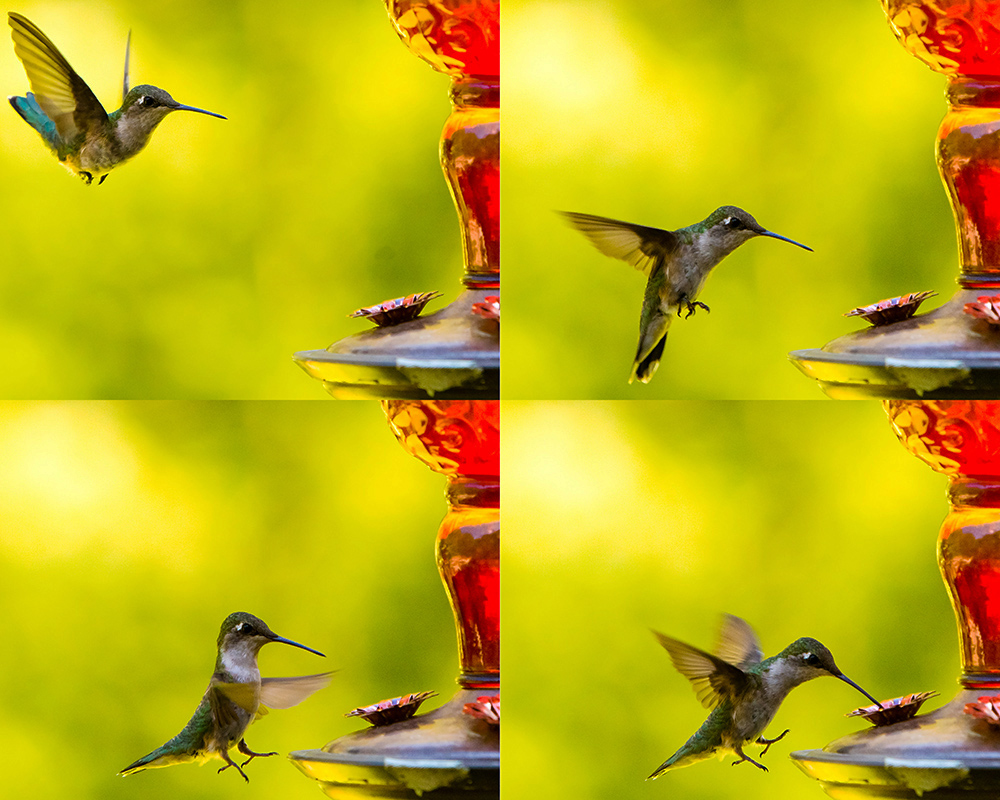 hummer-collage_s.jpg