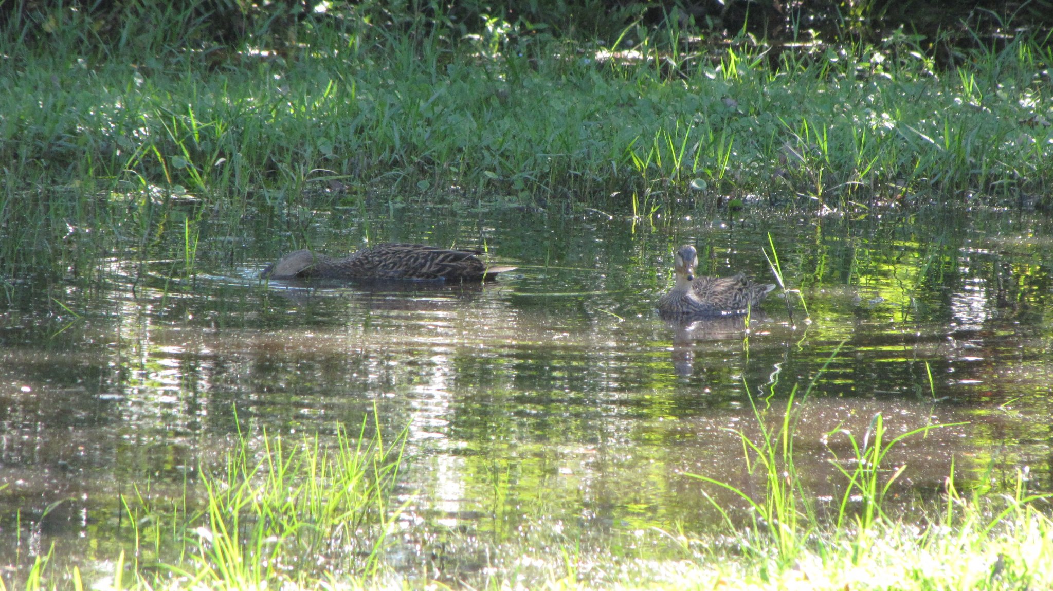 IMG_1366.JPG