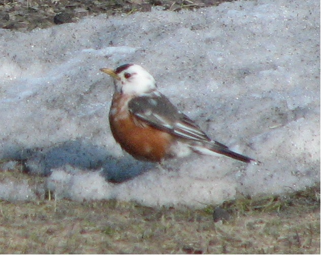 Robin-1.jpg
