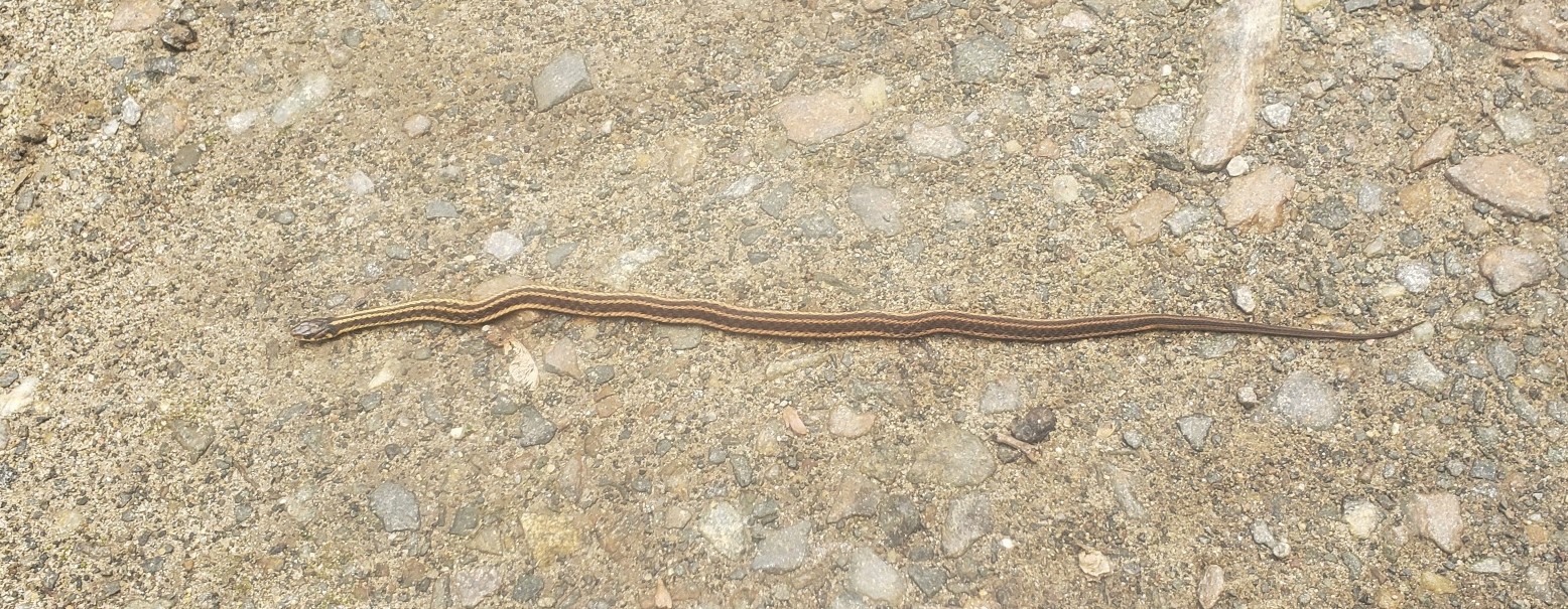 snake_in_driveway_20211011_121541_resized.jpg