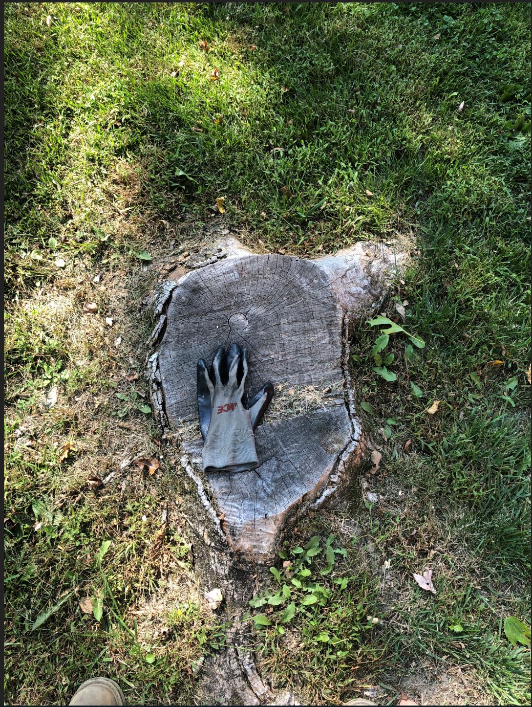 stump2.JPG