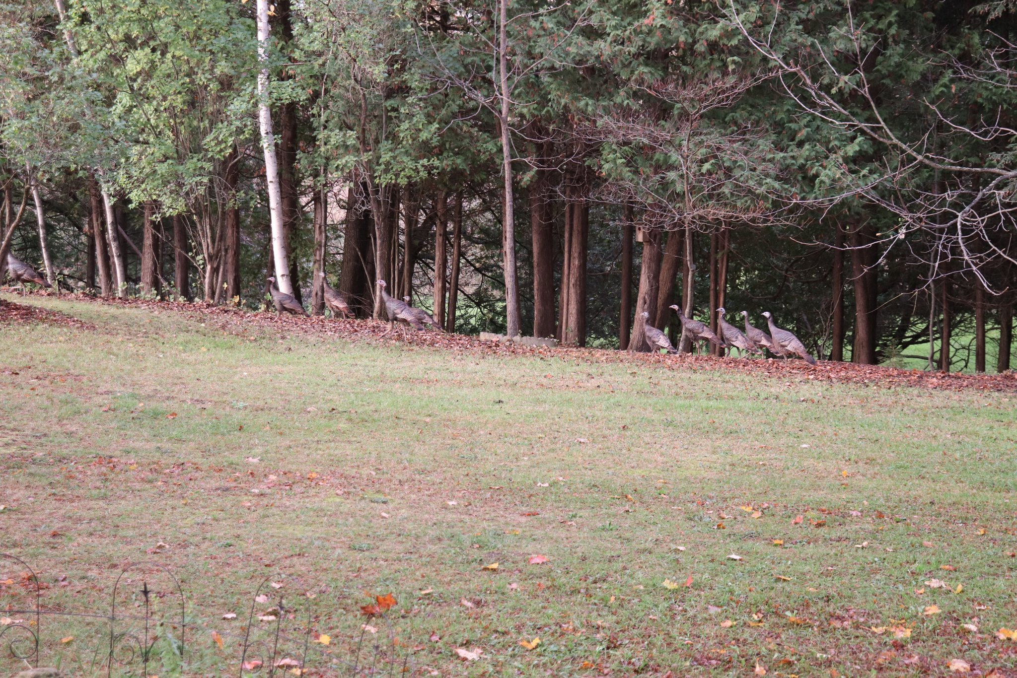 Turkeys october 2021.JPG