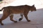 Bobcat-2.jpg