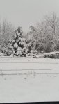 snow in the Cedars 008.jpg
