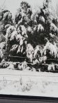 snow in the Cedars 006.jpg