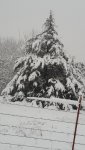 snow in the Cedars 011.jpg