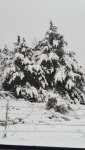 snow in the Cedars 012.jpg