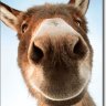 Talkstogoats