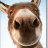 Talkstogoats