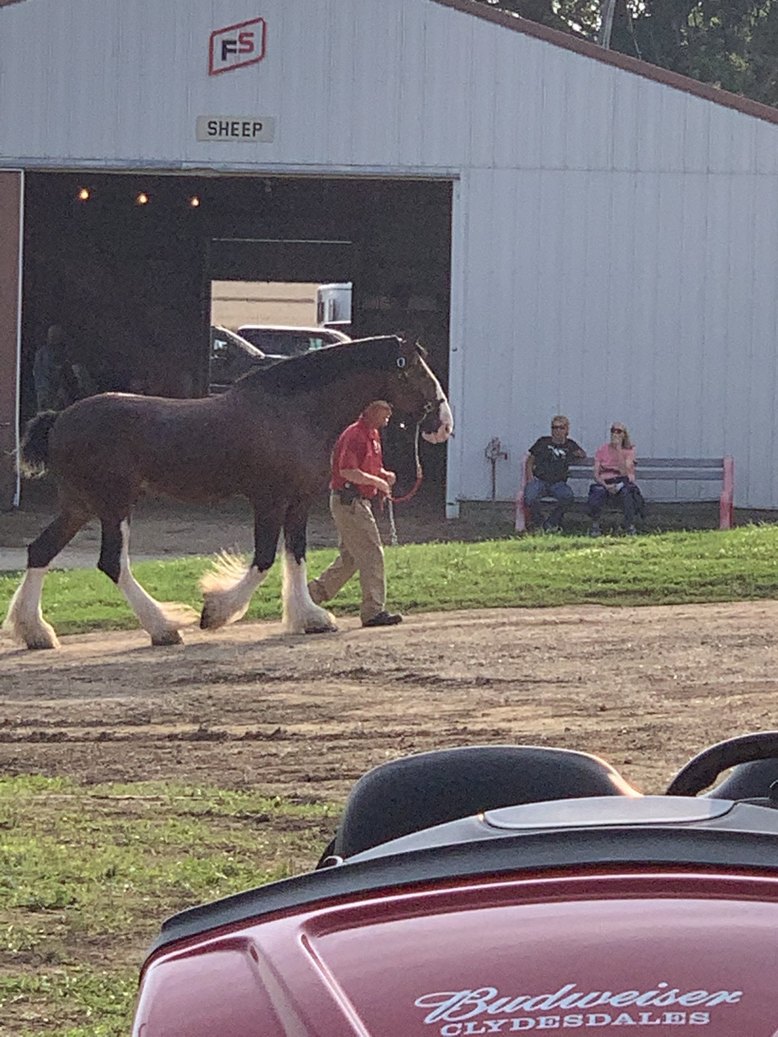 Budweiser clydesdales accident at San Antonio rodeo