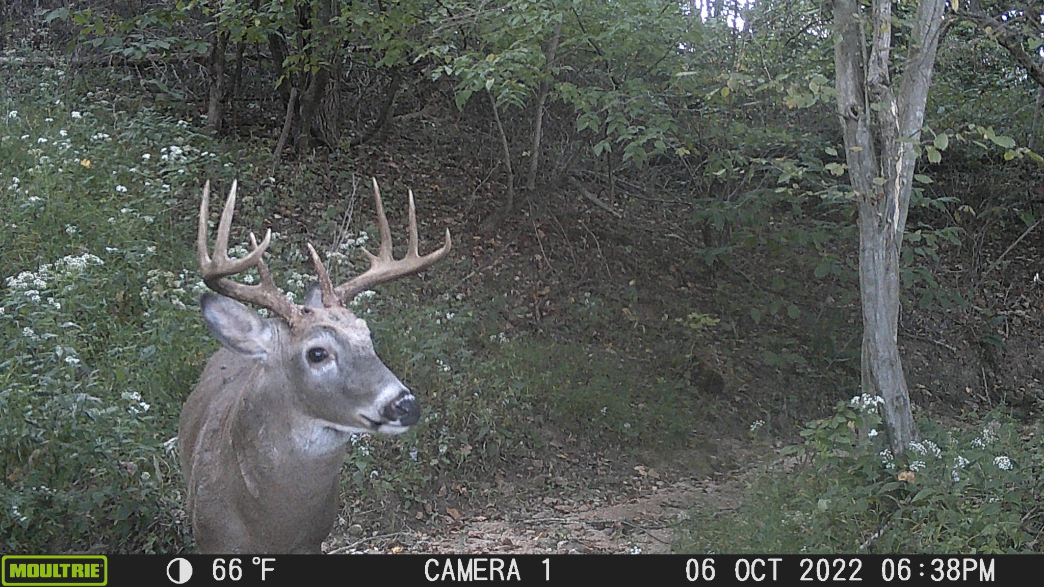 10-Pointer.JPG