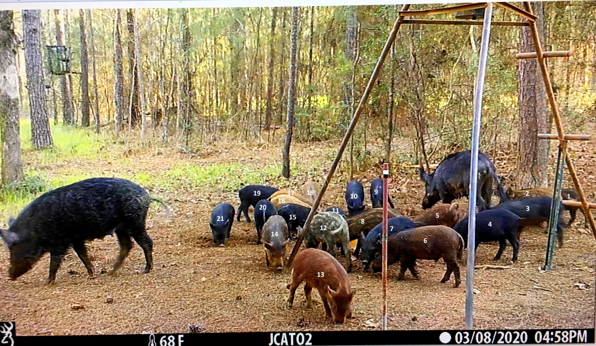 2 Sows _ 21 piglets.jpg