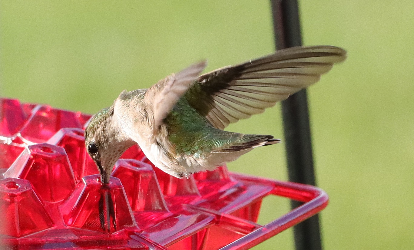 2020 hummingbird.JPG