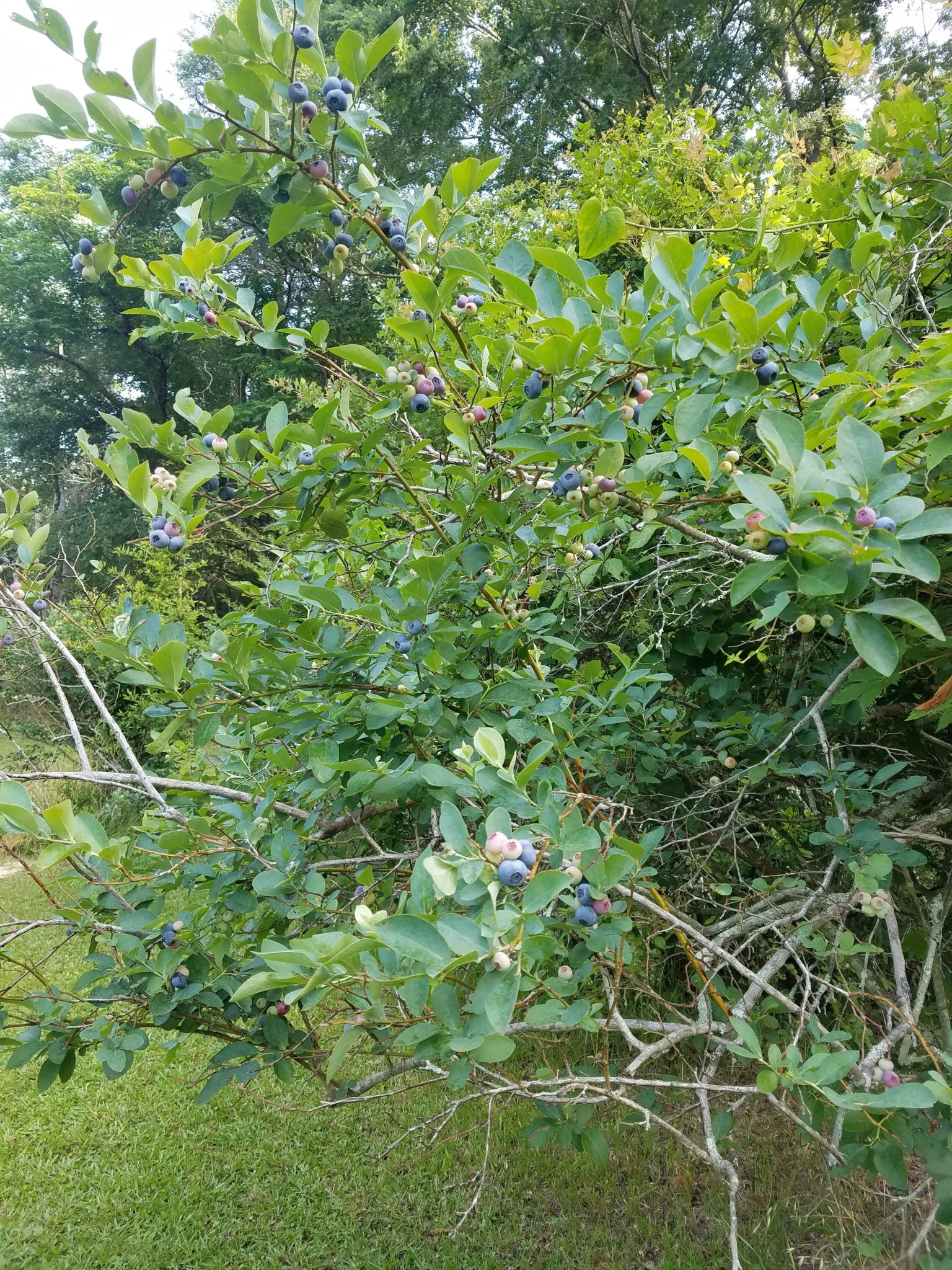 20250524_084230.jpg