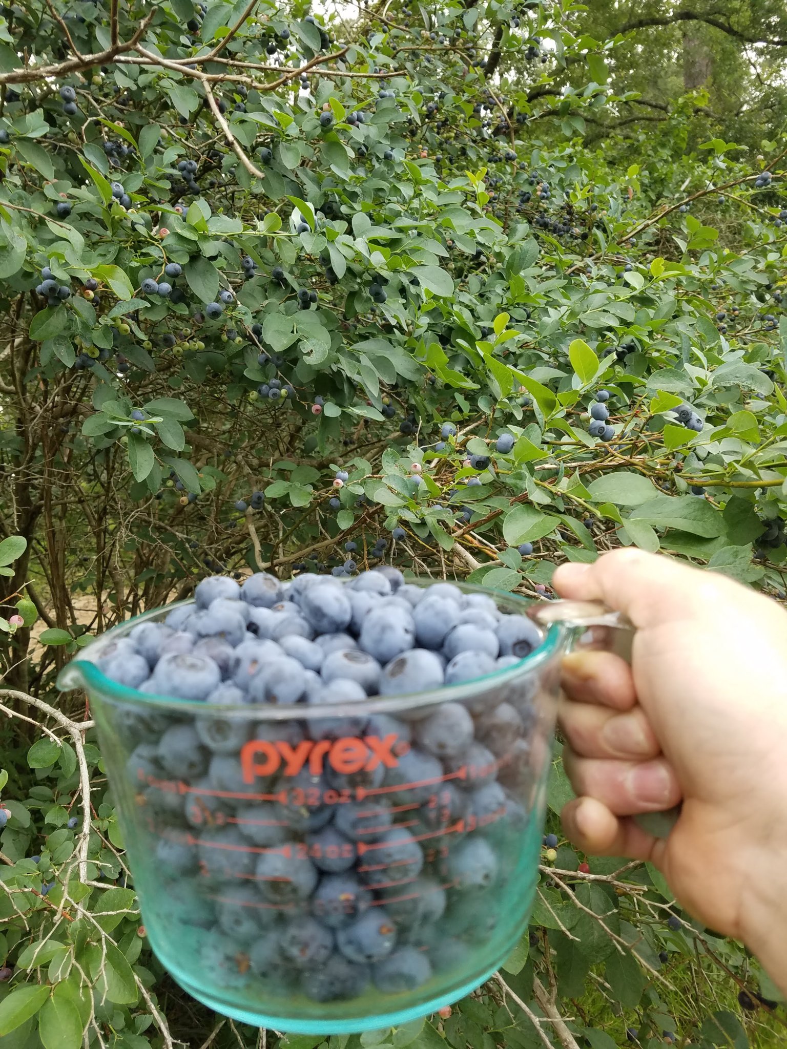 20250607_082351.jpg