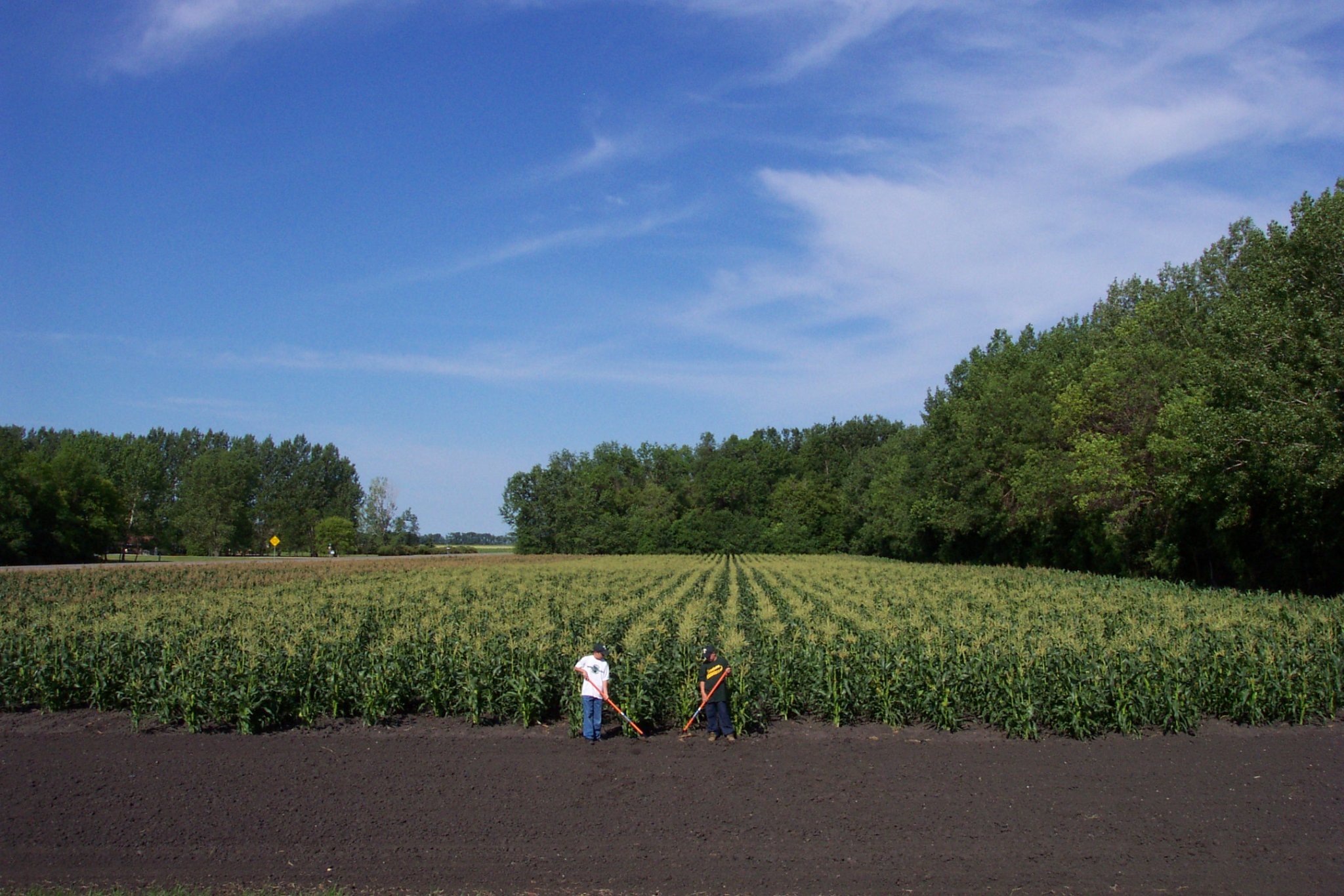 3 Acre Sweet Corn.JPG