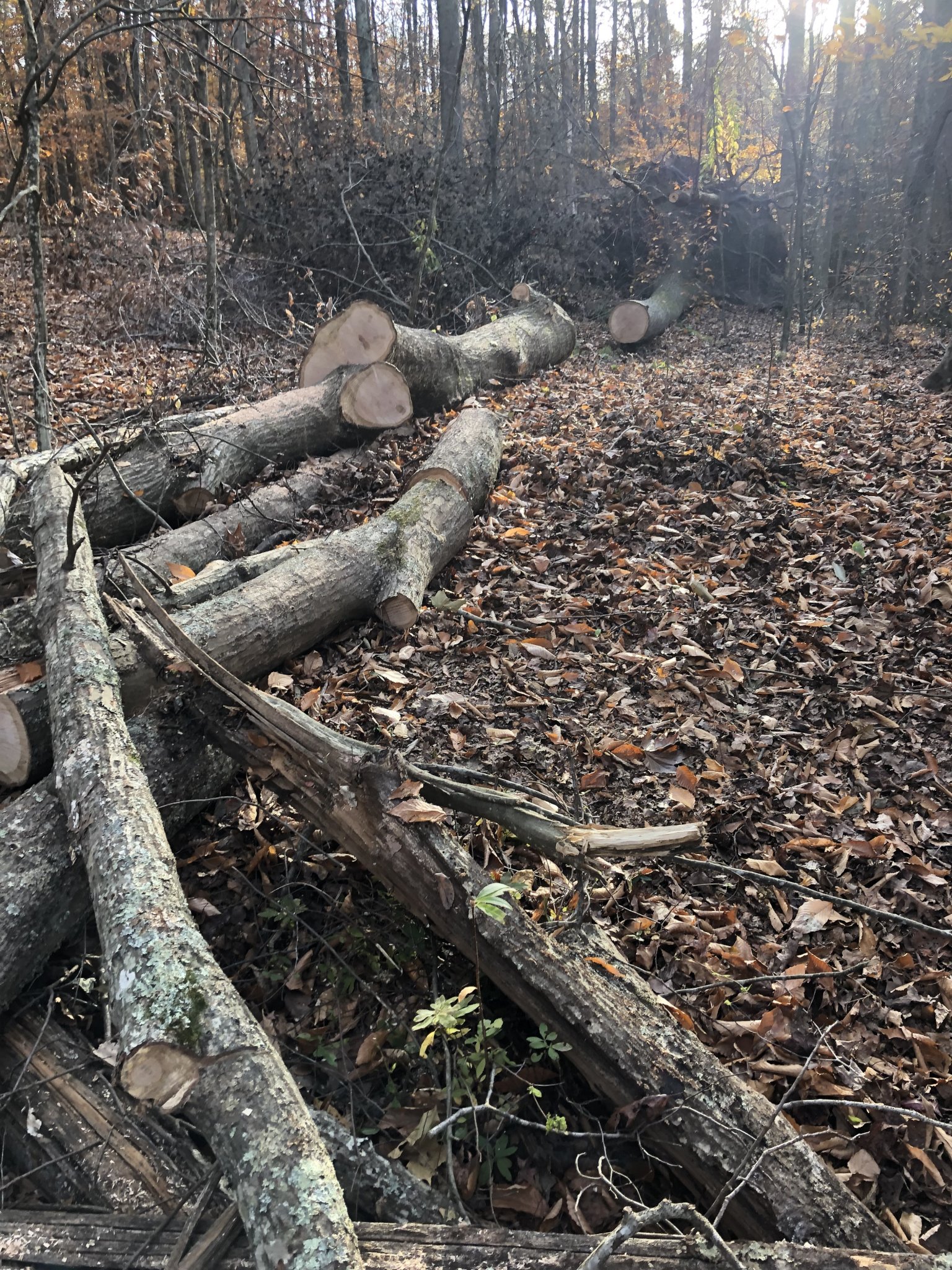73B2D23B-1641-46C5-B093-8F1DF653FA4E.jpeg