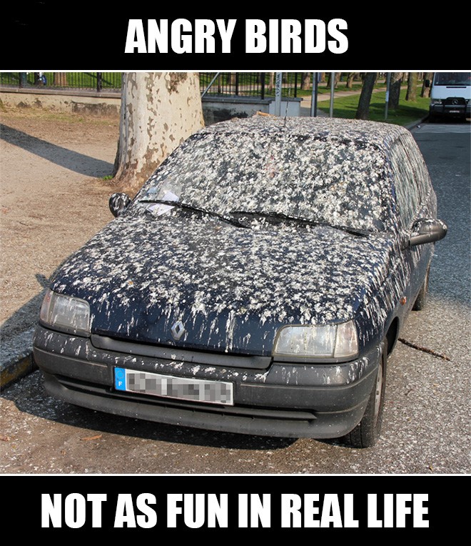 angry-birds.jpg