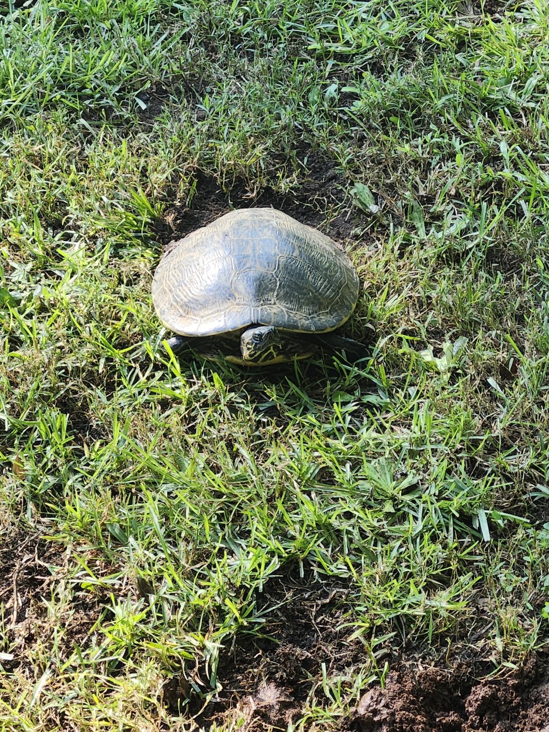 Backyard Momma Turtle.jpg