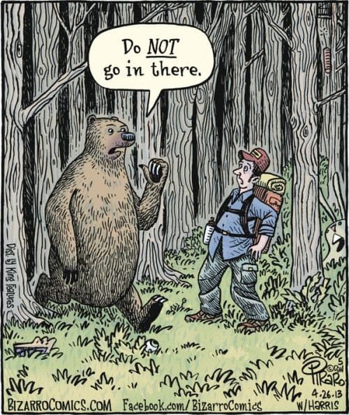 bear.jpg