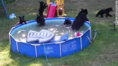 bear pool party.jpg
