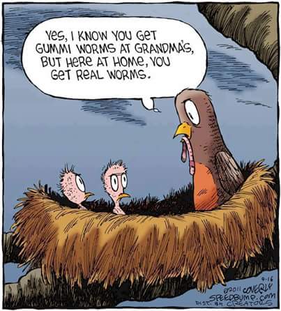 birds.jpg
