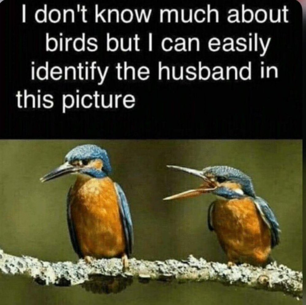birds.jpg