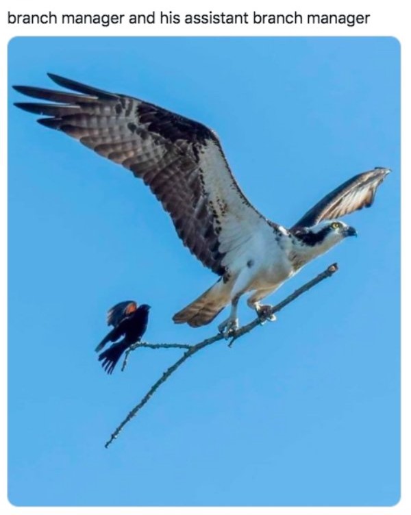 birds.jpg