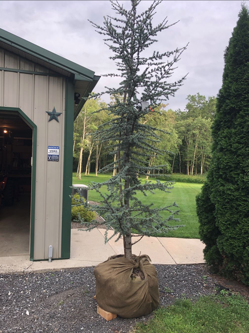 Blue Atlas Cedar-2.JPG