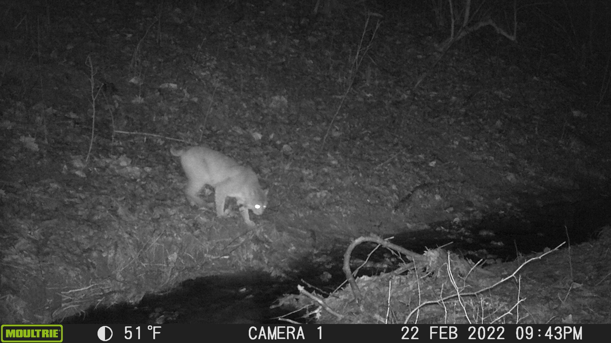Bobcat.JPG