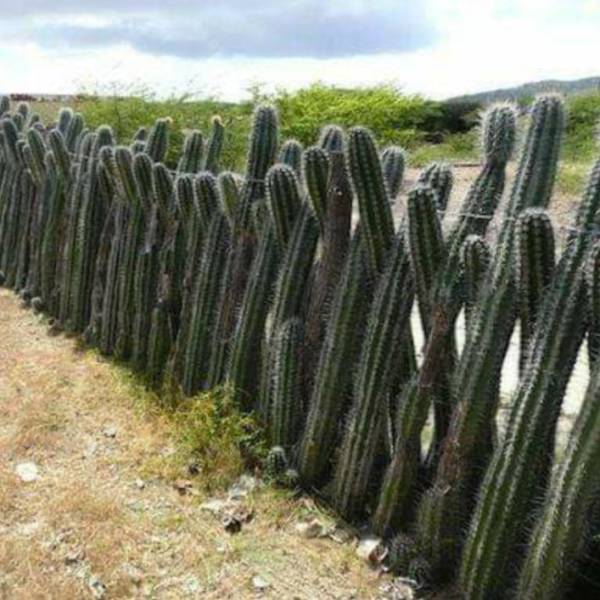 Border Wall.jpeg