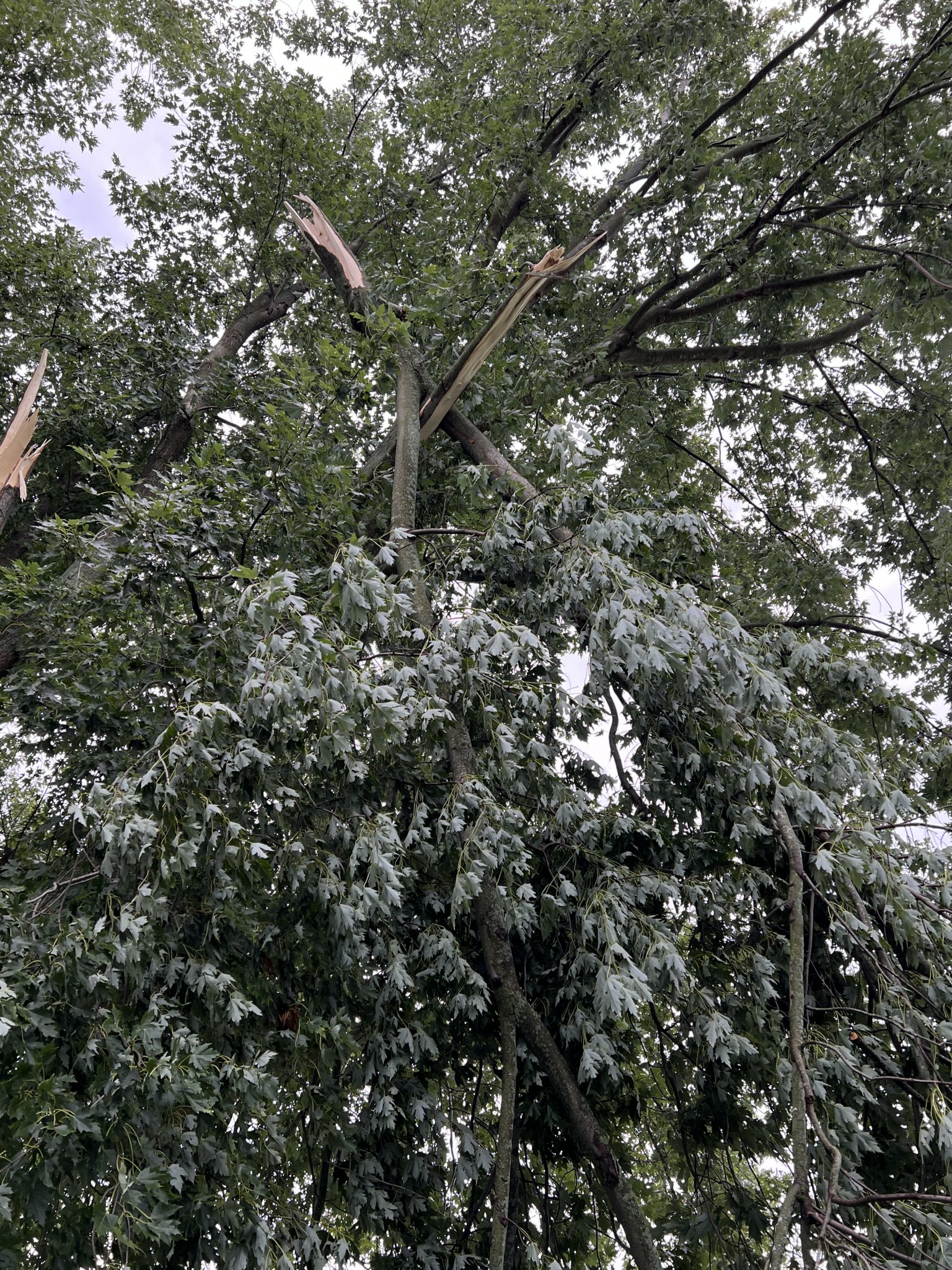 BranchCaught.JPG