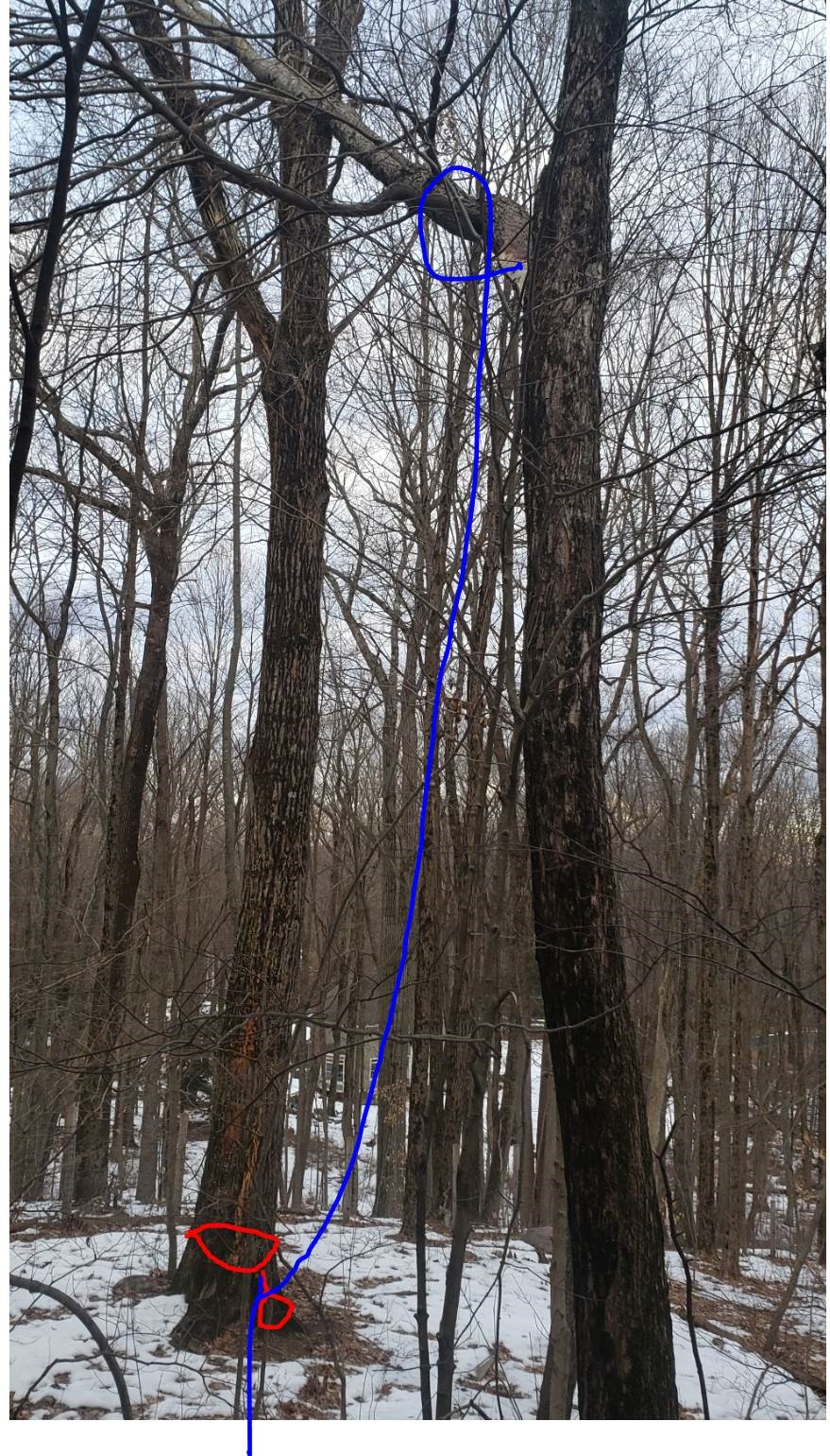 broken limb.jpg