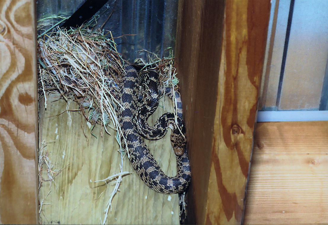 bull snake & bird nest.jpg