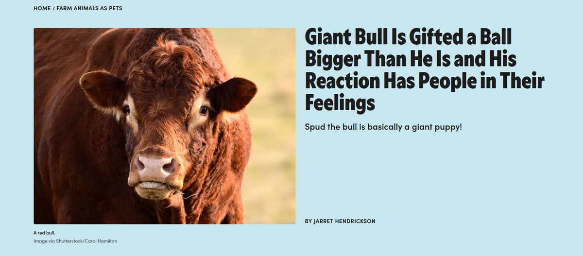 bull_shit.jpg
