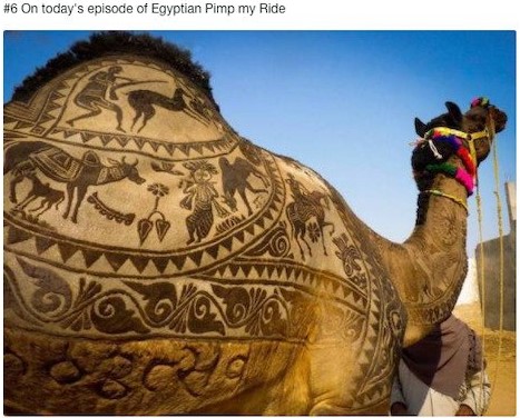 camel.jpg