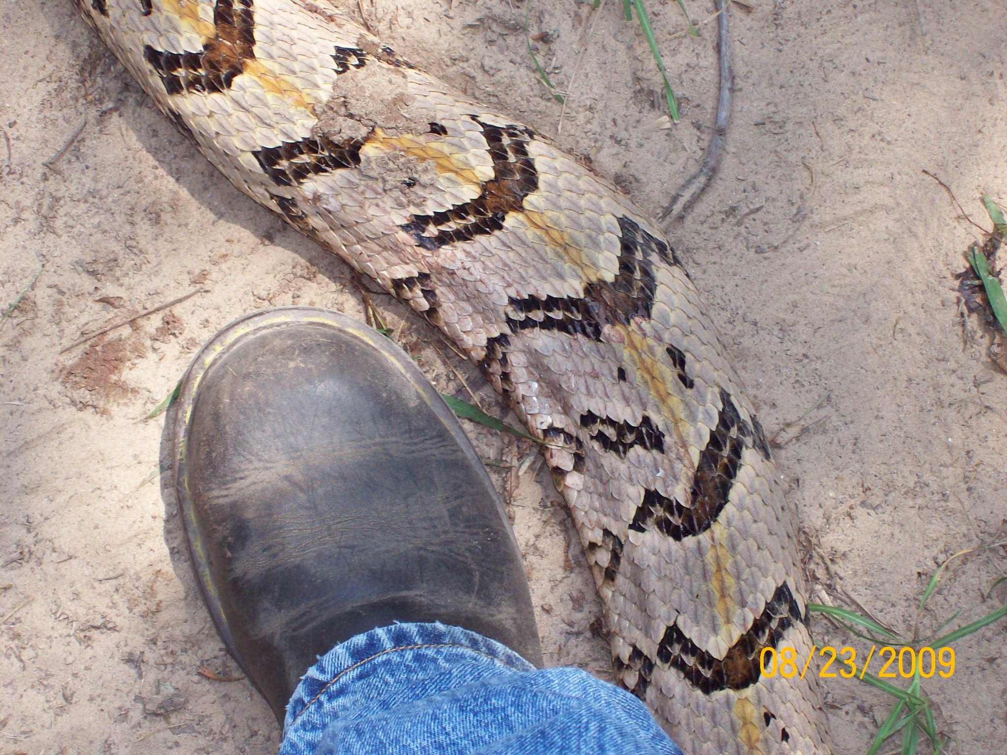 Canebrake2.jpg