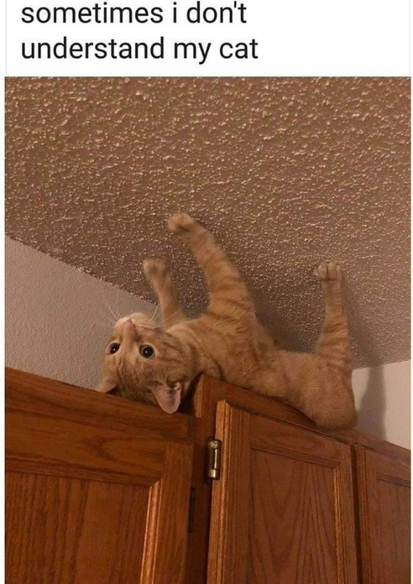cat.jpg