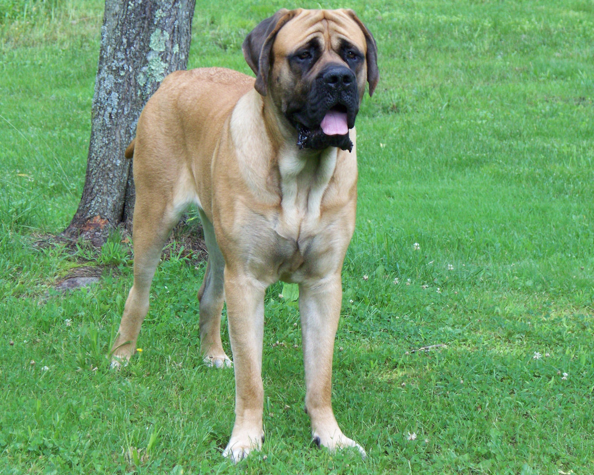 clifford-2.jpg