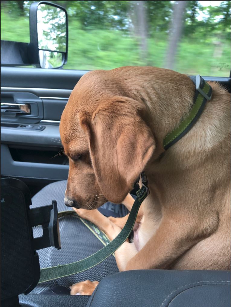 Cody Helper tired.JPG