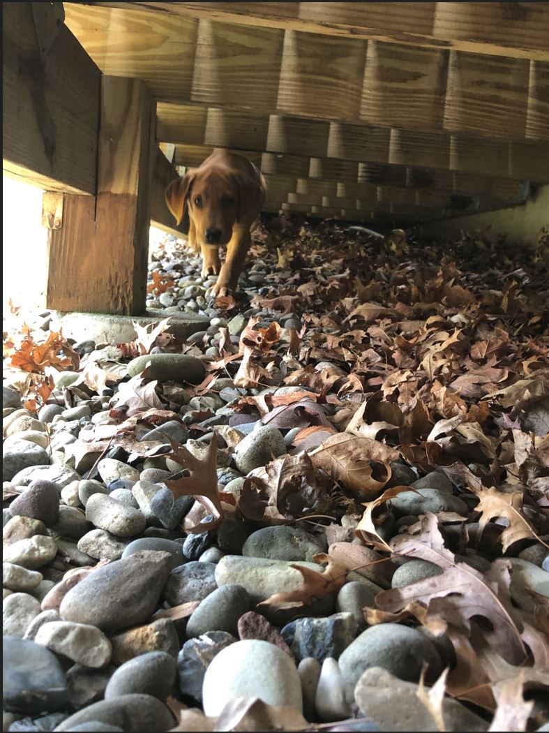 Cody under deck.JPG